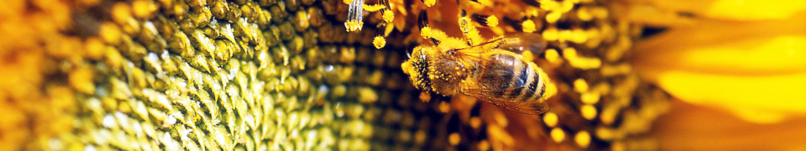 Biene auf einer Sonnenblume © Dienstleistungszentren Ländlicher Raum